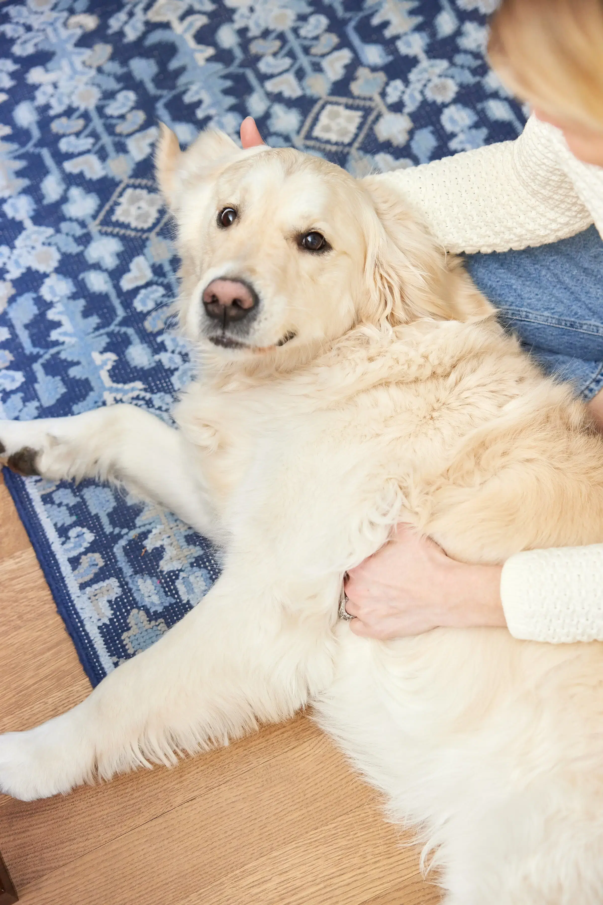 Dog laying down