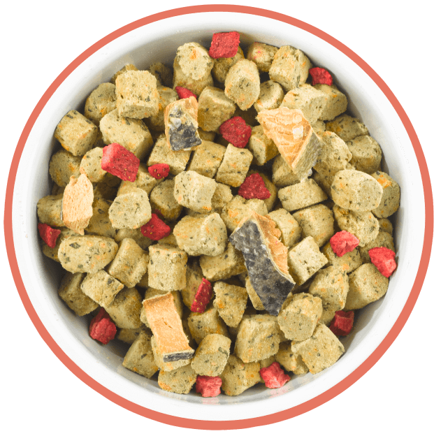 healthy spot dog food